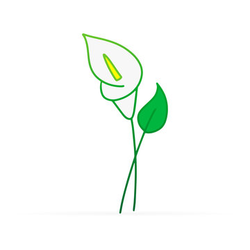 Doodle calla lilies icon isolated on white. Sketch flower. Hand drawing line art. Outline vector stock illustration. EPS 10