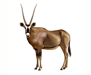 Oryx gazella, realistic drawing