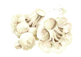 Fresh cauliflower blocks Hand drawn watercolor illustration isolated on white background