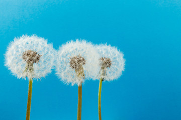 Dandelion flower heads. Macro photo.