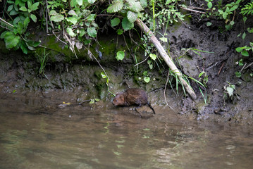 river nutria came out of the mink to hunt on the river