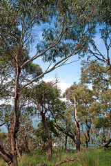 Eucalyptus trees near the coast, Australia