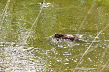 brown river beaver went on a veg ravine hunt on the river