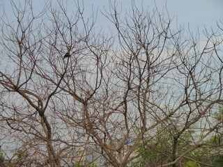 tree branches against blue sky.