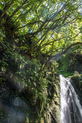 Fototapeta premium walk and discover the prego salto waterfall on the island of sao miguel, azores