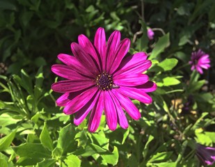 Obraz premium hermosa flor a fines de la primavera, saludando al verano que se aproxima