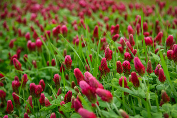 Blooming field of red clover