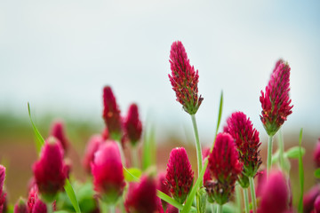 Blooming field of red clover