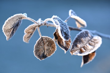Der erste Frost