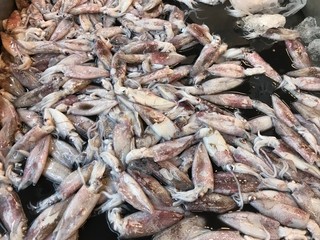 Fresh raw squid sells at market