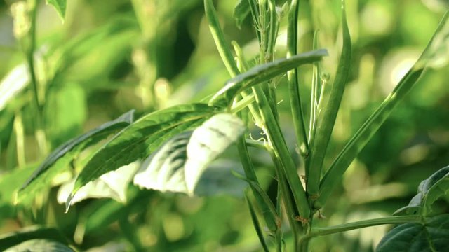 Cluster beans or gawar phali(guar)cyamopsis tetragonoloba,is an annual legume and the source of guar gum,selective focus without noise,fresh cluster bean or guar sing indian vegetable 