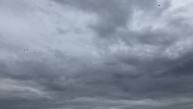 Seagulls against a dark cloudy sky