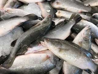 Obraz premium Raw Seabasses on Ice in the Market
