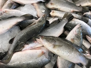 Raw Seabasses on Ice in the Market