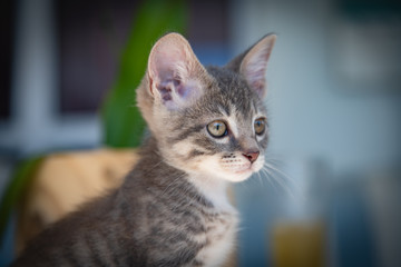 Cute furry tabby kitten Playfull