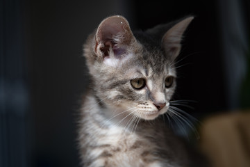 Cute furry tabby kitten Playfull