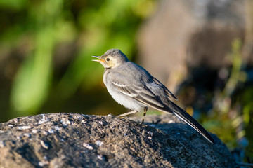 Beautiful black and white bird, Male of White Wagtail (Motacilla alba) standing on branch showing its side profile in nature in Czech Republic