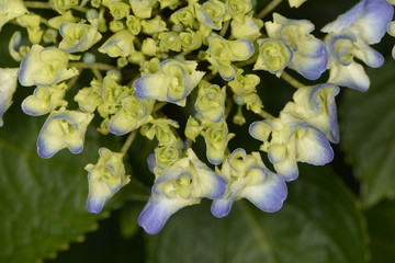 Hydragea Flower