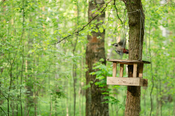 Bird feeder hanging on the tree trunk in the forest