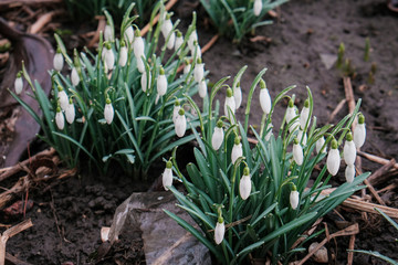Obraz premium A lot of beautiful snowdrop flowers in nature