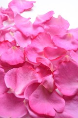 薔薇、イブピアッチェ、pink rose 
