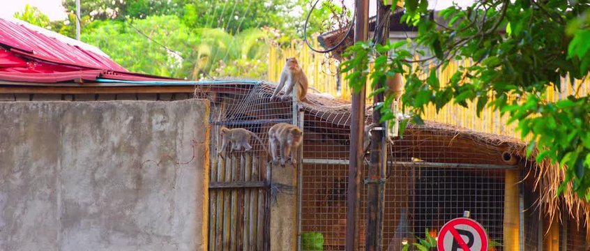 Macacas in Ubud Monkey forest in slow motion walk