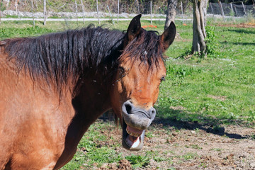 young brown horse smiling. Molise, Italia.