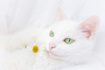 White beautiful cat with green eyes lies on a white sheet. Nearby is a daisy flower. Light tender image, cute pet.