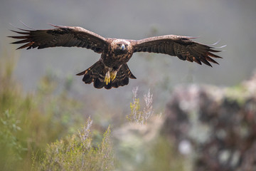 Águila real