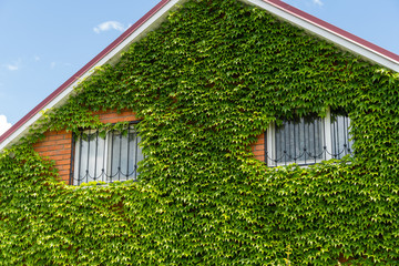 Leaves of Parthenocissus tricuspidata 'Veitchii' or Boston ivy, grape ivy, Japanese ivy or Japanese liana leaves.Wall of house is closed by colorful ivy leaves. Natural decoration of walls of houses.