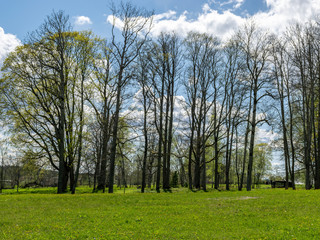 landscape with large trees in the manor park and bright green grass in the foreground