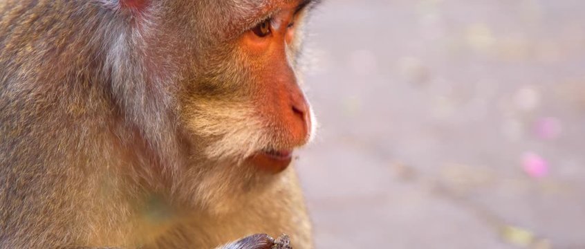Macaca fasciculari close up sit on the streen and eat something some bikes behind on the sunset