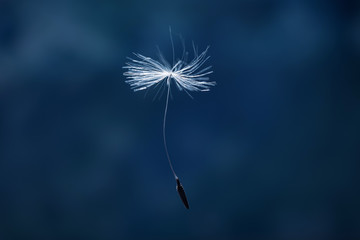 Dandelion seed soars in the air. Detailed macro photography, blue-green background, copyspace, minimalism. Classic blue
