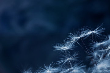 Dandelion seeds on a flower. Copyspace. Detailed macro photo. Abstract spectacular image. Blue shades...