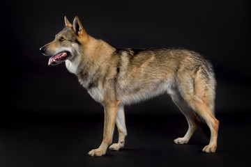 Dog (Czechoslovakian Wolfdog) sitting in studio on black background looking sideways
