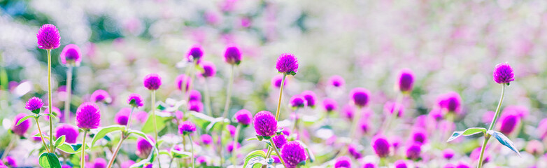 Beautiful blooms, Pink flower, Nature spring background
