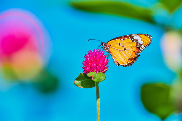 butterfly on flower nature outdoor