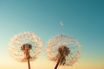 Two dandelions. Beautiful colors of the setting sun. Copyspace. The concept of freedom, loneliness. Detailed macro photo.