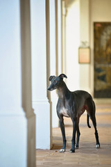 Black greyhound standing by columns in cobblestone corridor