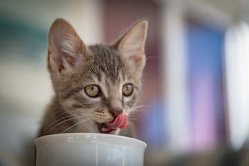 Cute furry tabby kitten Playfull