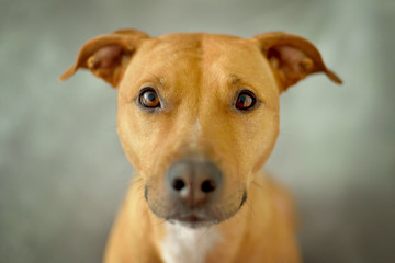 A pitbull head with ears on gray background