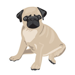 Realistic vector illustration of sitting pug dog. Colored isolated character on white background. For veterinary clinics, pet products, dog handlers. Can be used as mascot