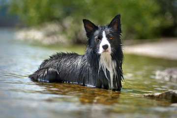 Dog (border collie) lying in the water and looking into the lens