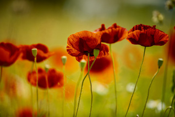 Obraz premium Summer Poppy Meadow