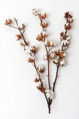 Sprigs of ripened cotton on white background. Sprigs with fluffy cotton flowers