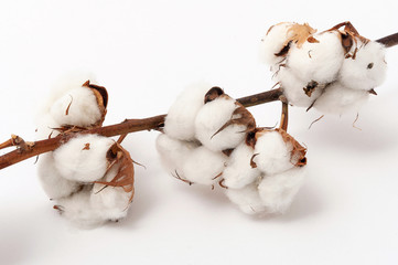 Sprig of cotton with blossoms on a white background. Close up