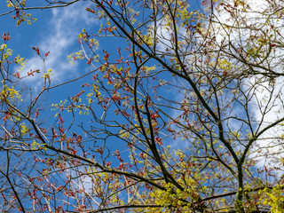first leaves and buds on a sunny spring day, in nature everything thrives and green