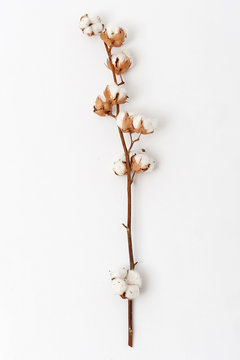 Sprig of ripened cotton on white background. Sprig with fluffy cotton flowers