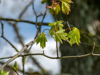 first leaves and buds on a sunny spring day, in nature everything thrives and green