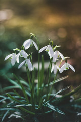 Macro of early white spring snowdrop flowers. soft focus, shallow depth of field and colorful green background